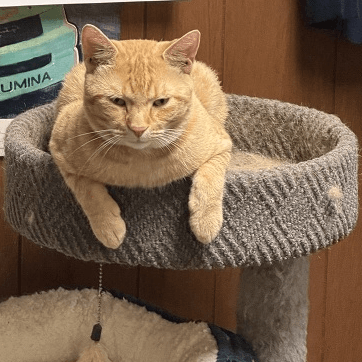 cat online booking auto service Pikesville